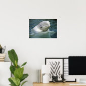 Poster Baleine de Beluga, Delphinapterus leucas), Captive (Bureau à domicile)