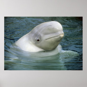 Poster Baleine de Beluga, Delphinapterus leucas), Captive