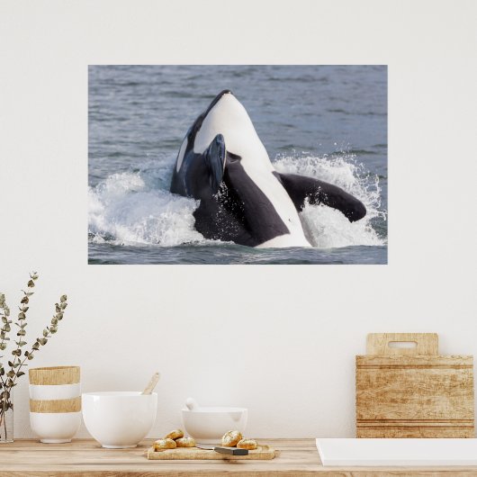 Poster Baleine d'Orca (Cuisine)