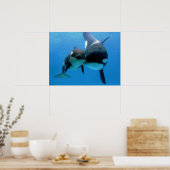 Poster Baleine D'Orca Au Calf (Cuisine)