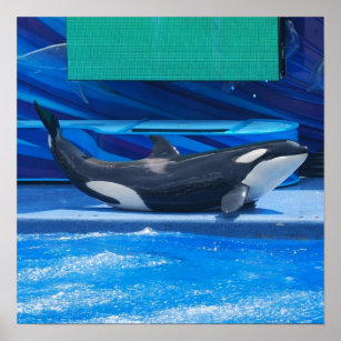 Poster Baleine Orca En Plein Air