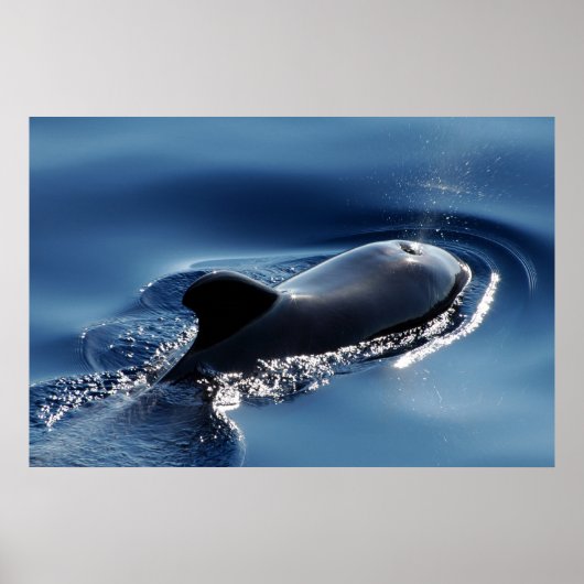 Poster Baleine pilote (Devant)