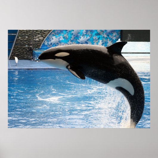 Poster Baleine tueuse (Devant)
