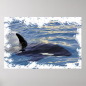 Poster Baleine tueuse nageant vite (Devant)