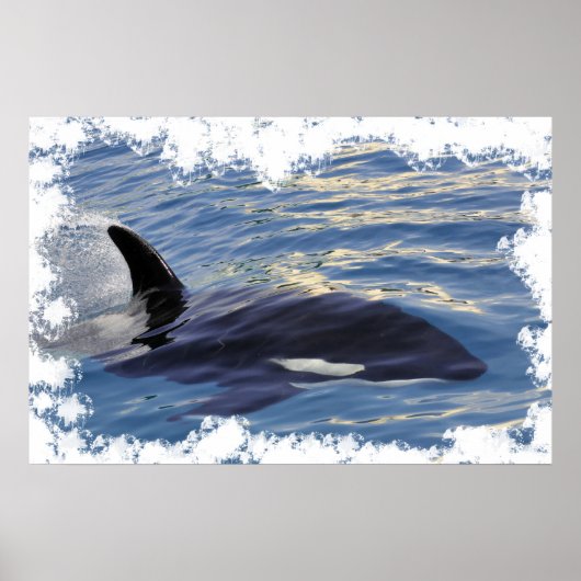 Poster Baleine tueuse nageant vite (Devant)