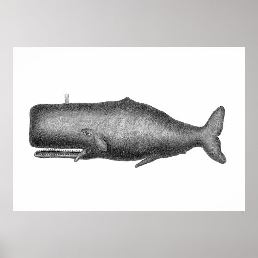 Poster Baleine vintage (Devant)