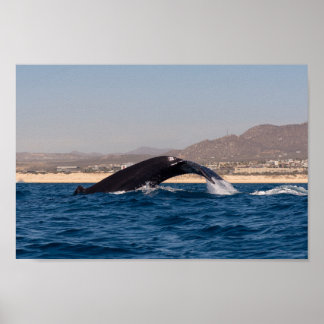 Poster Baleines à bosse au Mexique