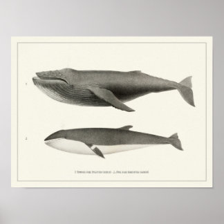 Poster Baleines à bosse et baleines à petits baleines