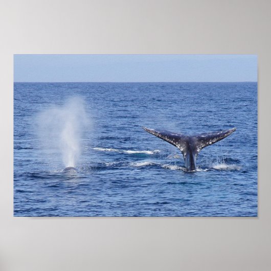 Poster Baleines grises Flûte et souffle de queue - Imprim (Devant)