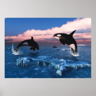 Poster Baleines Tueuses Dans L'Océan Arctique