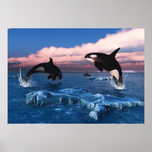 Poster Baleines Tueuses Dans L'Océan Arctique (Devant)