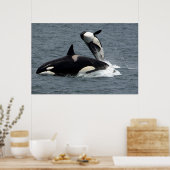Poster Baleines tueuses en train de sauter (Cuisine)