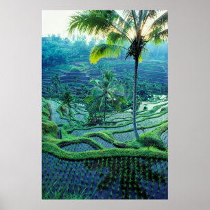Poster Bali Vue d'ensemble des rizières