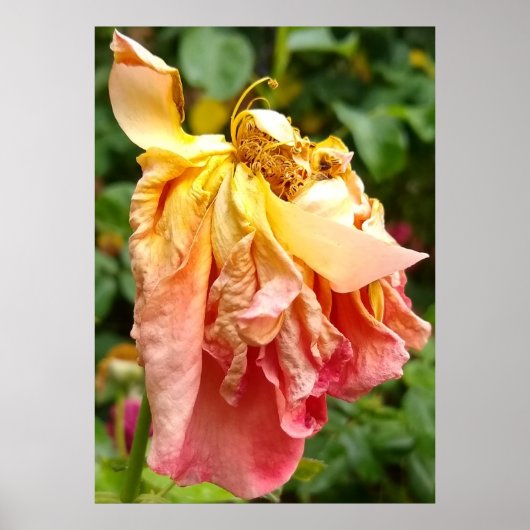 Poster Ball Gown Dead Rose, orange jaune (Devant)