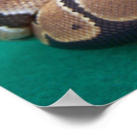 Poster Ball python photo avec rose orange vert dos (Coin)