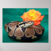 Poster Ball python photo avec rose orange vert dos (Devant)