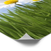 Poster Balles de tennis (Coin)