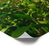 Poster Ballons à air chaud (Coin)