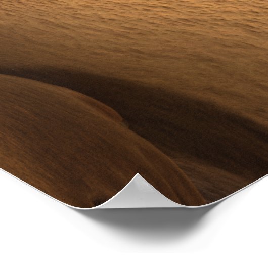 Poster Baloo 5 2 (Coin)