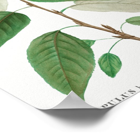 Poster Balsam peuplier (Populus balsamifera) de Traite de (Coin)