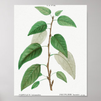 Poster Balsam peuplier (Populus balsamifera) de Traite de
