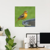 Poster Baltimore Oriole (Bureau à domicile)
