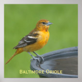 Poster Baltimore Oriole (Devant)
