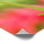 Poster Baltimore Oriole (Coin)