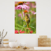Poster Baltimore Oriole (Cuisine)