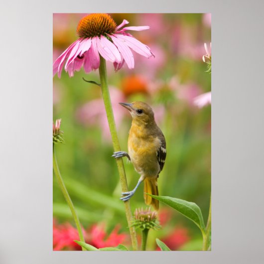 Poster Baltimore Oriole (Devant)