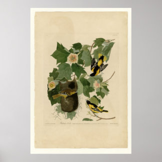 Poster Baltimore Oriole