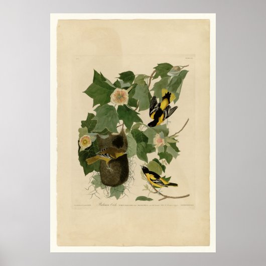 Poster Baltimore Oriole (Devant)