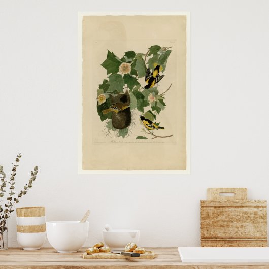 Poster Baltimore Oriole (Cuisine)