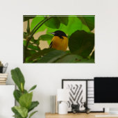 Poster Baltimore Oriole (Bureau à domicile)