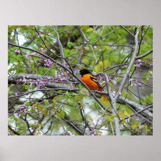 Poster Baltimore Oriole (Devant)