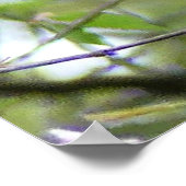 Poster Baltimore Oriole (Coin)