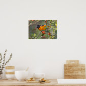Poster Baltimore Oriole (Cuisine)