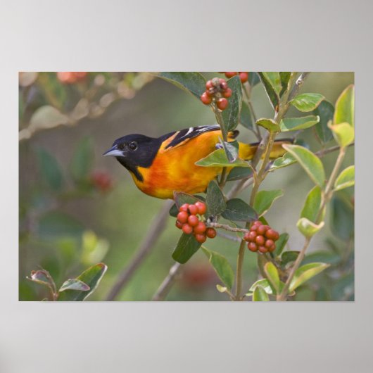 Poster Baltimore Oriole (Devant)
