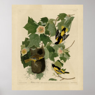 Poster Baltimore Oriole - d'Audubon's Birds of America