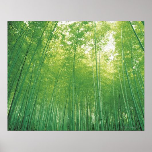 Poster Bamboo Forest 2 (Devant)