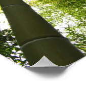 Poster Bamboo Grove : Tokyo, Japon (Coin)