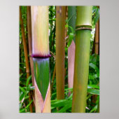 Poster Bambou (Devant)