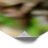 Poster Bambou en croissance (Coin)