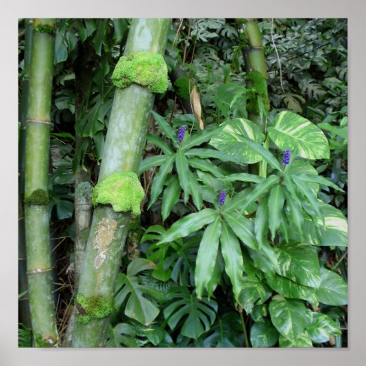 Poster Bambou hawaïen et gingembre bleu (Devant)