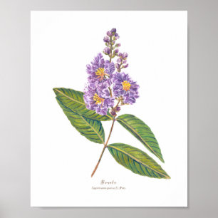 Poster Banaba (Lagerstroemia speciosa) Ph Fleurs forestiè