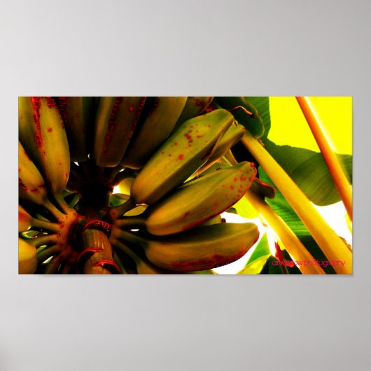 Poster Banana Bunch (Devant)