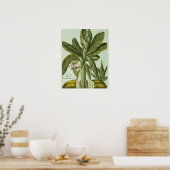 Poster Banana, de Phytanthoza Iconographi de J. Weinmann (Cuisine)