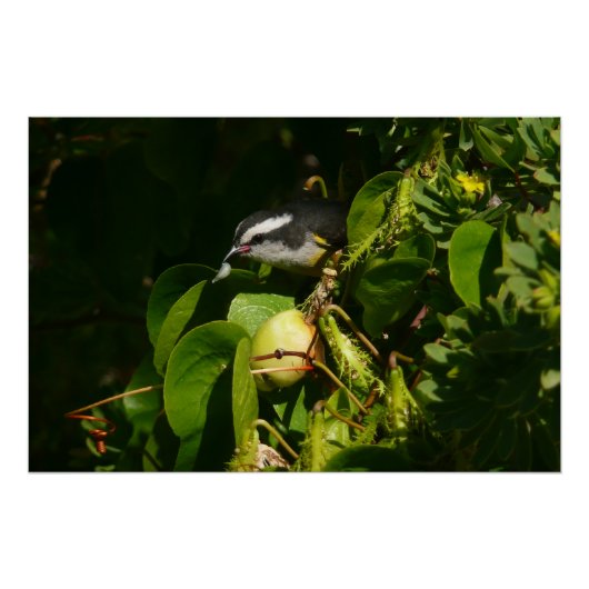 Poster Bananaquit Bird Mange Photographie tropicale (Devant)