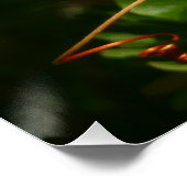 Poster Bananaquit Bird Mange Photographie tropicale (Coin)