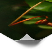 Poster Bananaquit Bird Mange Photographie tropicale (Coin)